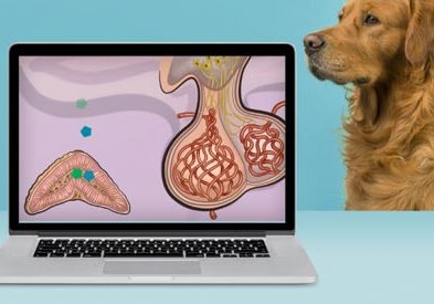 Laptop showing illustration of pituitary gland with dog in background